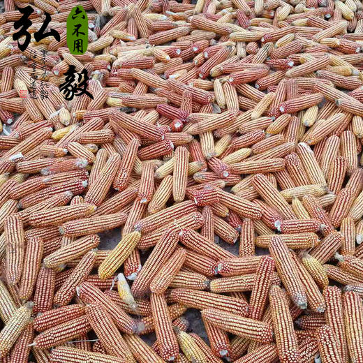 【弘毅六不用生态农场】灯笼红 玉米粒 老品种 自留种  1斤/份 商品图3