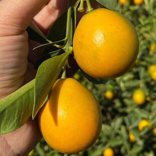 云端脆蜜金桔，脆甜多汁 果肉细腻！ 商品图1