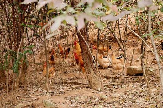 天柱山老母鸡 商品图5