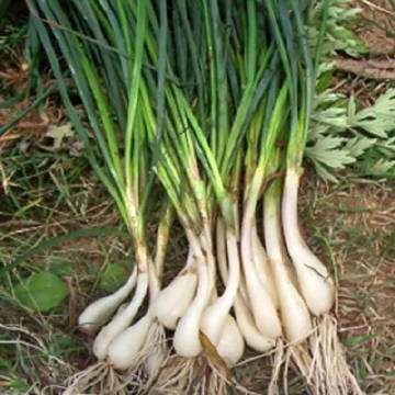 藠头去叶（约500g） 商品图3