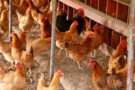 天柱山老母鸡 商品图4