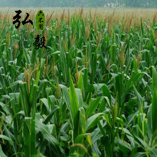 【弘毅六不用生态农场】灯笼红 玉米粒 老品种 自留种  1斤/份 商品图4