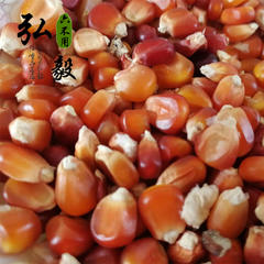 【弘毅六不用生态农场】灯笼红 玉米粒 老品种 自留种  1斤/份