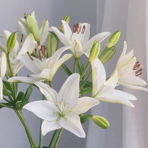 眼线百合【那些说星星亮的人，一定没有看过你的眼睛】简小姐精选 稀有网红新品白色多头亚百 眼线百合 2件包邮 下单72小时发货 商品图3