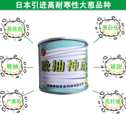 【种子】日本进口一代杂交越冬拱棚葱优质品种【晚抽神成 】 商品图3