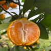 四川春见耙耙柑、脆甜爆汁、自然成熟、甘甜爽口、果粒饱满、肉质脆嫩化渣 商品缩略图0