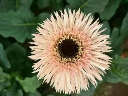 白拉丝弗朗 商品图0