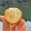 广西脆蜜金柑果皮脆果肉甜礼盒装顺丰包邮下单从广西发货 商品缩略图3
