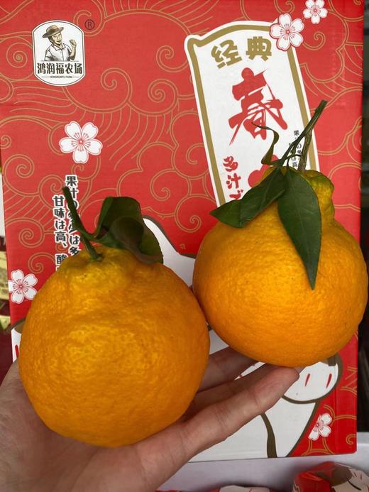 周四取货：【礼盒招财猫春见】一箱毛重8斤左右，果肉饱满，好吃不上火！ 超甜！超嫩！甜蜜多汁！ 商品图3