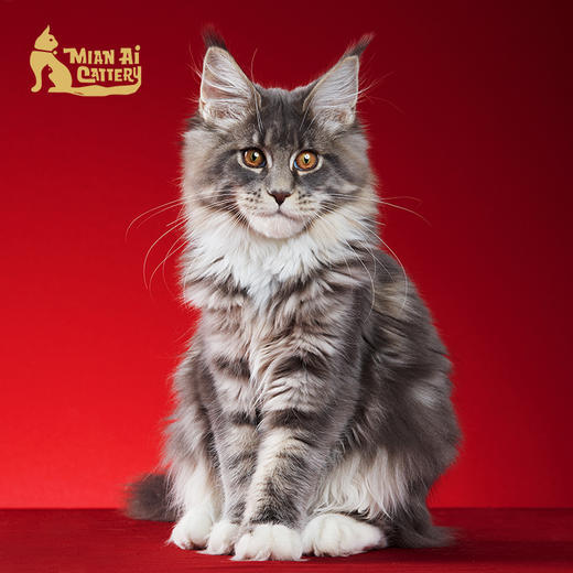 缅爱猫舍缅因库恩猫缅因猫幼猫活体【定金价格】