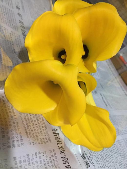 【马蹄莲】国产 （金牌）黄色 5枝/扎 商品图3