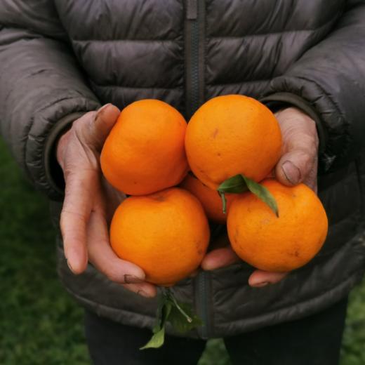 四川春见耙耙柑、脆甜爆汁、自然成熟、甘甜爽口、果粒饱满、肉质脆嫩化渣 商品图9