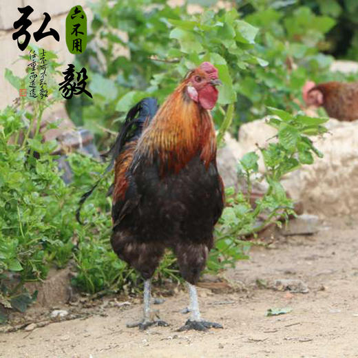 生态散养大公鸡 新鲜  3.5斤/份 以实际重量为准 联系客服多退少补 商品图1