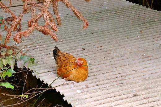 天柱山老母鸡 商品图2