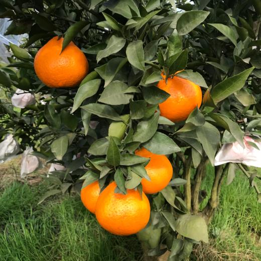 四川春见耙耙柑、脆甜爆汁、自然成熟、甘甜爽口、果粒饱满、肉质脆嫩化渣 商品图5