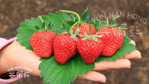 芸萳荭·阳光红颜草莓 250g/盒*4份  杜绝激素 人工除草 商品图2