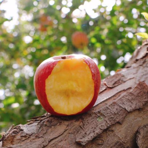 【新疆阿克苏冰糖心苹果】果肉细腻，肉质色泽略黄，咀嚼后果味浓郁、基本无残渣 商品图3