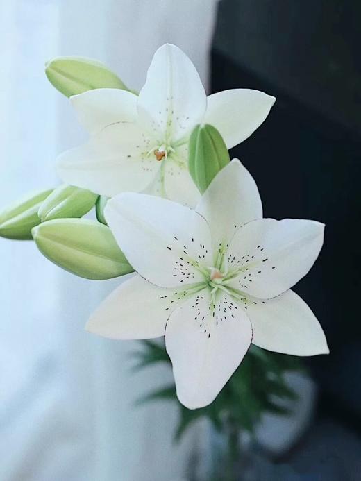 眼线百合【那些说星星亮的人，一定没有看过你的眼睛】简小姐精选 稀有网红新品白色多头亚百 眼线百合 2件包邮 下单72小时发货 商品图1