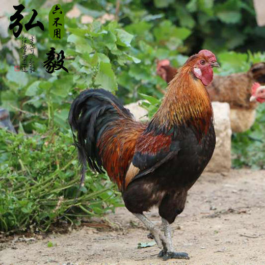 生态散养大公鸡 新鲜  3.5斤/份 以实际重量为准 联系客服多退少补 商品图0