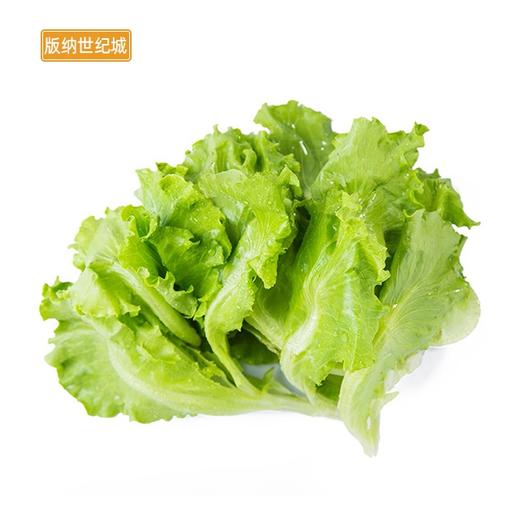 bn生菜约500g份