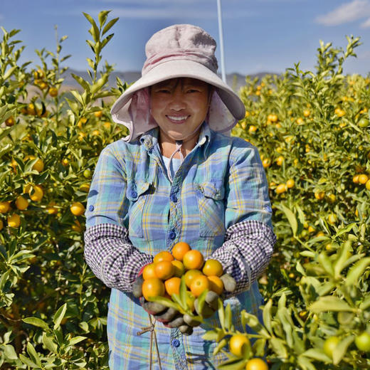 云端脆蜜金桔，脆甜多汁 果肉细腻！ 商品图6