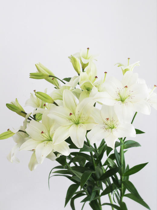 眼线百合【那些说星星亮的人，一定没有看过你的眼睛】简小姐精选 稀有网红新品白色多头亚百 眼线百合 2件包邮 下单72小时发货 商品图8