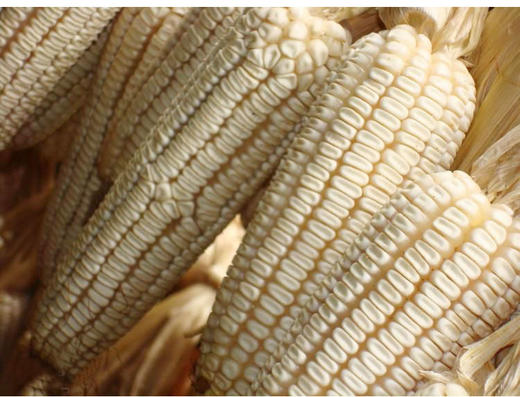 【弘毅六不用生态农场】六不用玉米酒 农场自产原料 1000毫升/份 商品图3