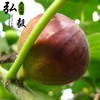 【弘毅六不用生态农场】六不用无花果干 0.5斤/份 商品缩略图3