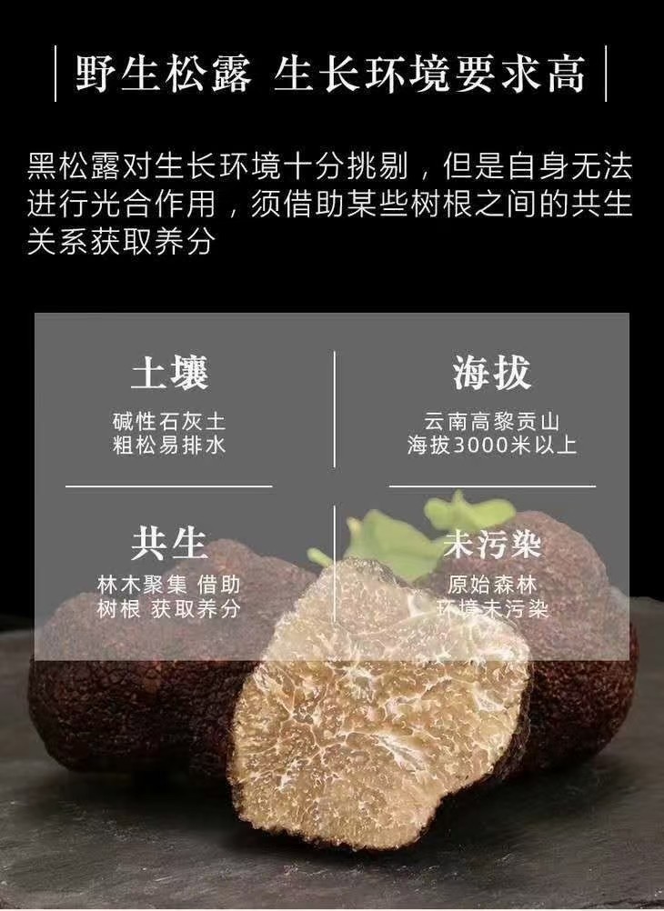 云南黑松露菌新鲜松露煲汤食材块野生菌山珍 500g(4-6cm)