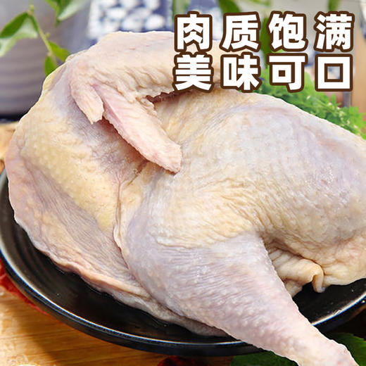 【周三、周六送货 需提前预定】郧阳鲍峡农家散养土母鸡净重2-2.2斤左右 商品图3