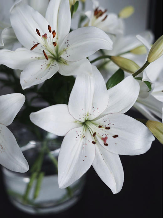 眼线百合【那些说星星亮的人，一定没有看过你的眼睛】简小姐精选 稀有网红新品白色多头亚百 眼线百合 2件包邮 下单72小时发货 商品图14
