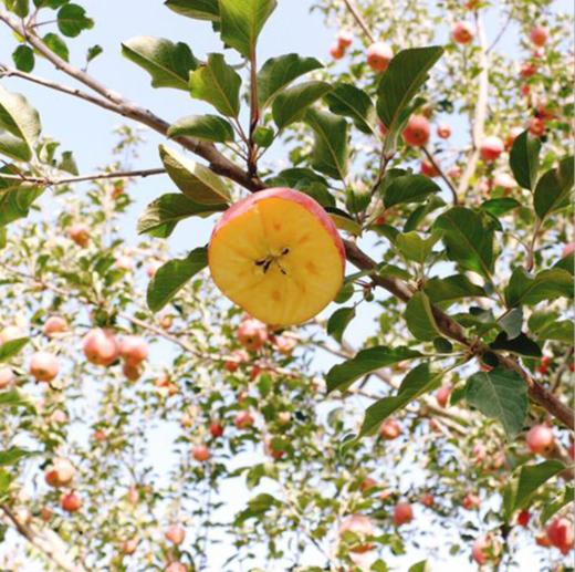 【新疆阿克苏冰糖心苹果】果肉细腻，肉质色泽略黄，咀嚼后果味浓郁、基本无残渣 商品图5