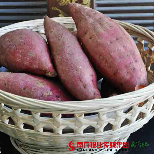 【珠三角包邮】农绿西瓜红红薯 5斤±2两/箱 （3月1日到货) 商品图2