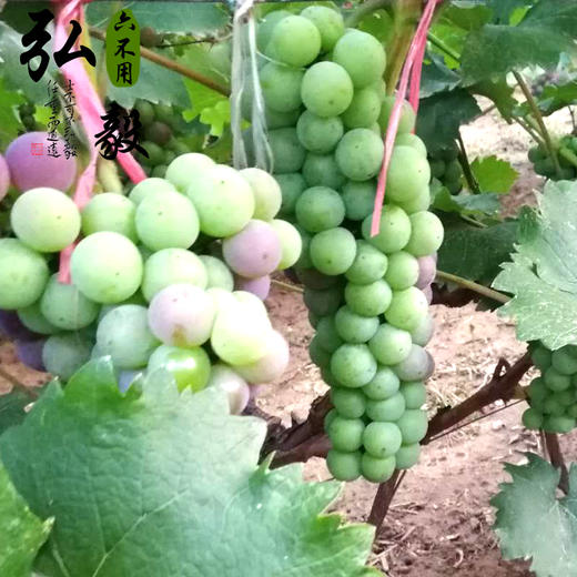 【弘毅六不用生态农场】农场自酿 六不用 葡萄酒 2瓶1500毫升 商品图4