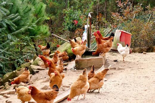 天柱山老母鸡 商品图6