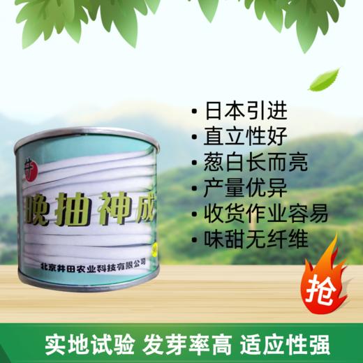 【种子】日本进口一代杂交越冬拱棚葱优质品种【晚抽神成 】 商品图2