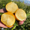 云端脆蜜金桔，脆甜多汁 果肉细腻！ 商品缩略图2