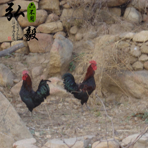 生态散养大公鸡 新鲜  3.5斤/份 以实际重量为准 联系客服多退少补 商品图2