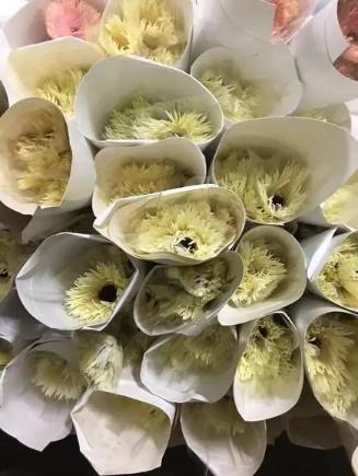 白拉丝弗朗 商品图2