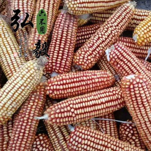 【弘毅六不用生态农场】六不用 灯笼红玉米碴 自留种 1斤/份 商品图4