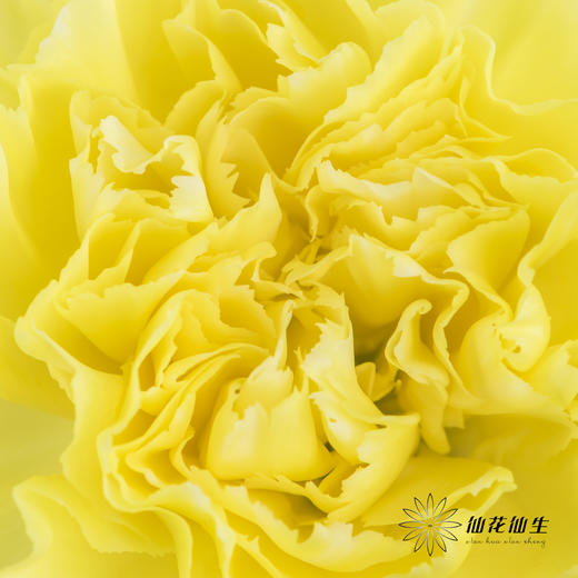 单头康乃馨 | 自由 商品图1