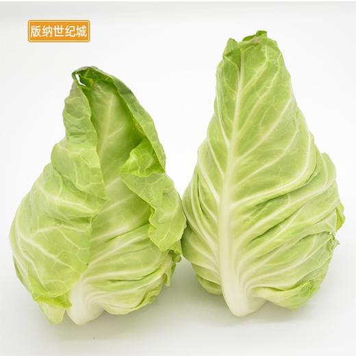 【bn】牛心菜 750g~800g/份