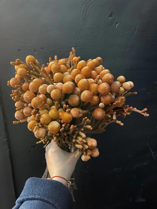 进口花-南非-银色珊瑚-10枝/扎 商品图2