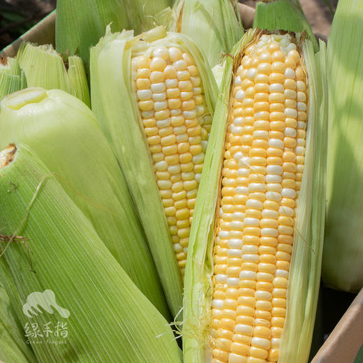 生态水果玉米（金银栗，一件包邮） | 绿家自产*Eco-sweet corn box | Self-production 商品图0