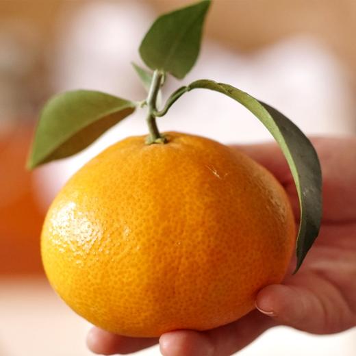 【仅限江浙沪包邮】象山红美人柑橘（核心产区直发、27日快递停发） 商品图3