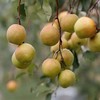 爆款推荐~【玉露香梨】精品果，多规格任选， 梨中贵族，值得拥有 商品缩略图2