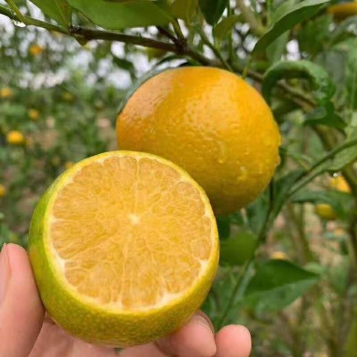 【广西特产】皇帝柑 广西皇帝柑  贡柑 新鲜水果 清甜可口   皮薄多汁  现摘现发 商品图3