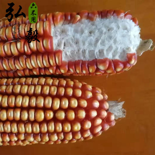 【弘毅六不用生态农场】六不用 灯笼红玉米碴 自留种 1斤/份 商品图3