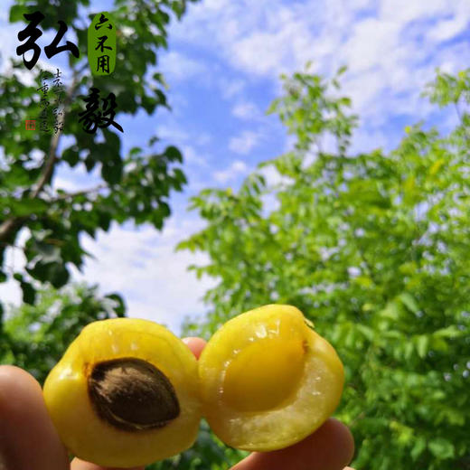 【弘毅六不用生态农场】新疆白杏干，含核杏仁可食，半斤/份 商品图3