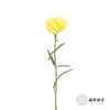单头康乃馨 | 自由 商品缩略图3